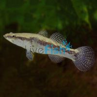 Sleepy Cod 9cm