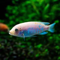 Snow White Cichlid 5cm