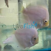 Snow White Discus 5cm