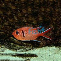 Blotcheye Soldierfish - Medium