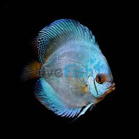 Solid Cobalt Blue Discus 7cm