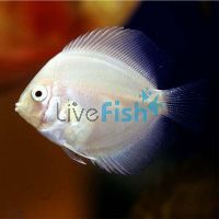 White Swan Discus 5cm