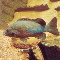 Sooty Grunter 3cm