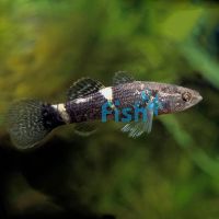 Spangled Gudgeon 6cm 