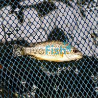 Spangled Perch 8cm