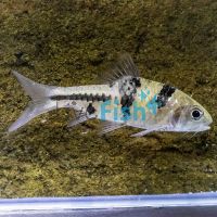 Spanner Barb - Barbode 3.5cm