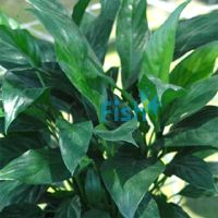 Spathiphyllum - Large (Piece Plant)