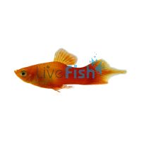 Speartail Sunset Platy 4cm