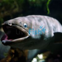 Speckled Longfinned Eel 20cm