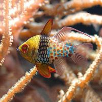 Cardinalfish Pajama - Small 