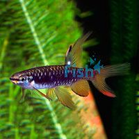 Splashing Tetra 3cm
