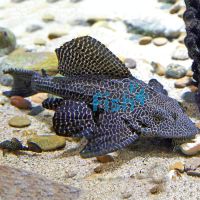 Spotted Sailfin Plecostomus 8cm