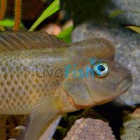 Humphead Cichlid - Lionhead 7cm
