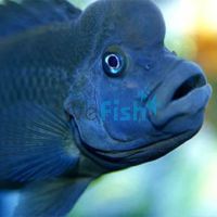 Humphead Cichlid - Lionhead 4cm