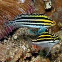 Striped Poison Fang Blenny - Small