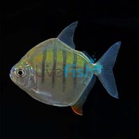 Striped Silver Dollar 7cm