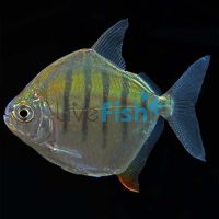 Striped Silver Dollar 8cm