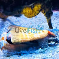 Stromb Snail - Medium
