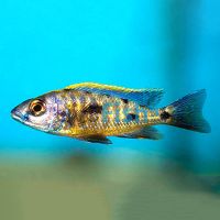 Otopharynx Lithobates Sulphur Crest 7cm