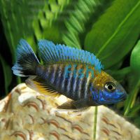 Sulphur Crest Peacock 7cm