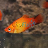 Sunset Comet Platy 4cm