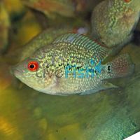 Super Red Dragon 12cm - Flowerhorn