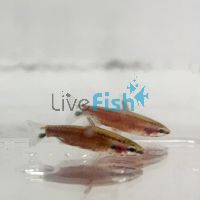 Super Red Pencilfish - Amaya 3cm