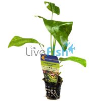 Sword Ozelot Green - Pot 