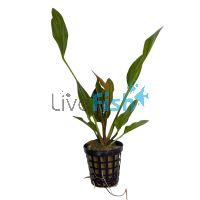 Sword Echinodorus Lothario - Pot
