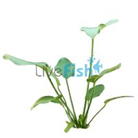 Sword Radicans