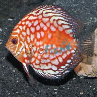 Pigeon Blood Snake Skin Discus 5cm