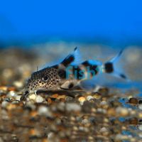 Synodontis Decorus 7cm