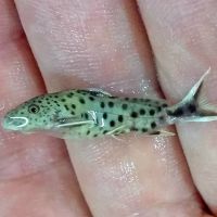 Synodontis Ilebrevis 7cm