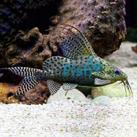 Syndontis Eupterus - Featherfin 3.5cm