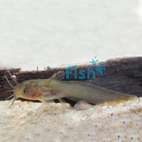 Tandanus Catfish 4cm