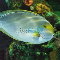 Epaulette Surgeon Tang - Medium 