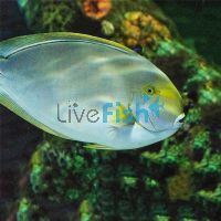 Epaulette Tang Surgeon - Small