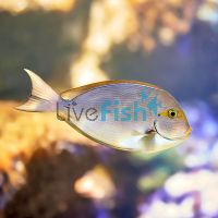 Tang Yellow Eye - Small