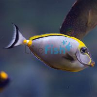 Tang Lipstick - Large