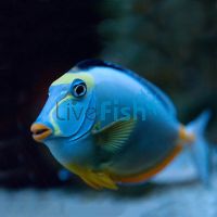 Tang Lipstick - Small