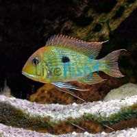 Tapajos Orange Head 10cm