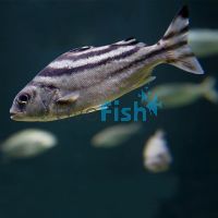 Target Fish - Brackish 6cm