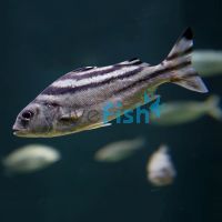 Target Fish - Brackish 5cm