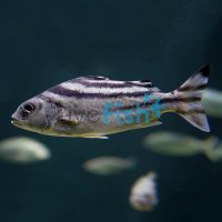Target Fish - Brackish 8cm