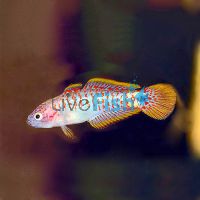 Peacock Gudgeon N.G 3cm