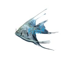 Assorted Veiltail Angelfish 4cm
