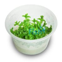 TC - Bacopa Amplexicaulis 