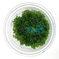 TC - Monte Carlo Micranthemum Umbrosum