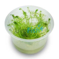 TC - Milfoil 