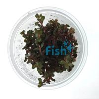 TC - Rotala Rotundifolia - Colorata 